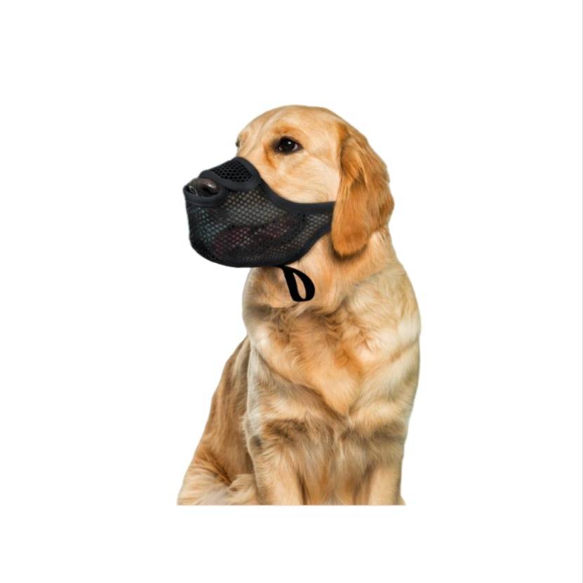 Golden Retriever mit schwarzem Netzgeschirrkorb und Kinnriemen, sitzend vor einem weißen Hintergrund.