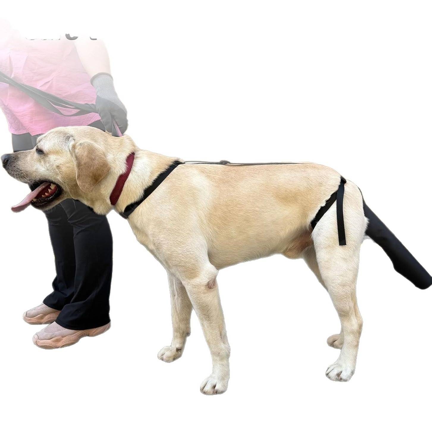 Verstellbarer Schwanzschutz für Hunde – Wundpflege, Beißschutz & Haarausfallprävention Klein