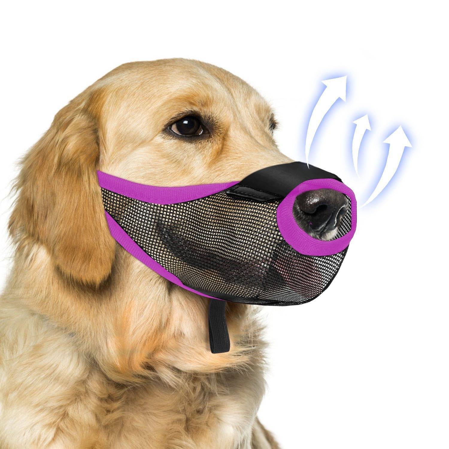 Golden Retriever trägt einen schwarzen und violetten Netz-Hundemaul mit Pfeilen, die die Luftströmung durch den Schnauzenbereich anzeigen.