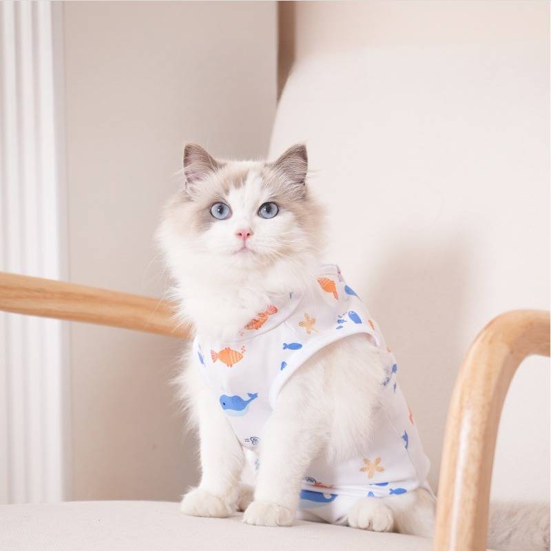 Flauschige weiß-graue Katze, die ein fischgemustertes Hemd trägt, sitzt auf einem Stuhl vor einer hellen Wand.