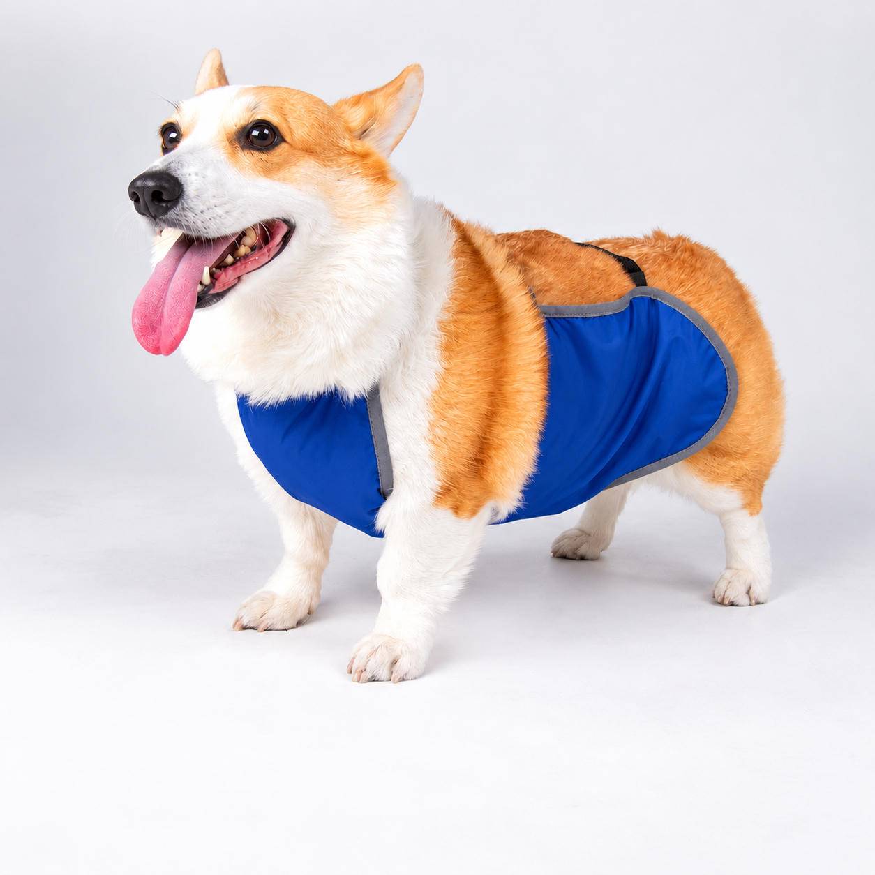 Verstellbares, wasserdichtes Hundebauchband für Corgi – Schmutzabweisende Bauchabdeckung für Haustiere XL