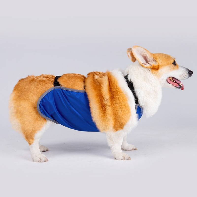 Seitenansicht eines Pembroke Welsh Corgi, der einen blauen, gefütterten Hundemantel trägt, vor einem einfachen hellgrauen Hintergrund.