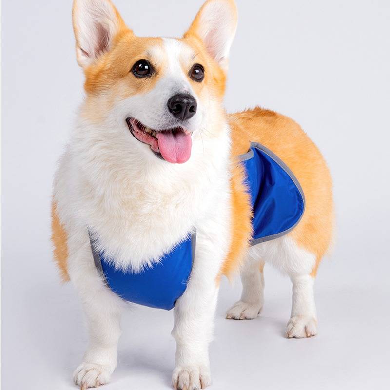 Corgi-Hund, der eine blaue Weste trägt, vor einem einfachen weißen Hintergrund stehend, mit heraushängender Zunge.