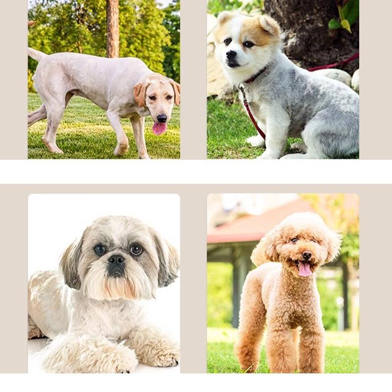Elektrischer Haarschneider für Haustiere – Professionelles Fellpflege-Set für Hunde und Katzen