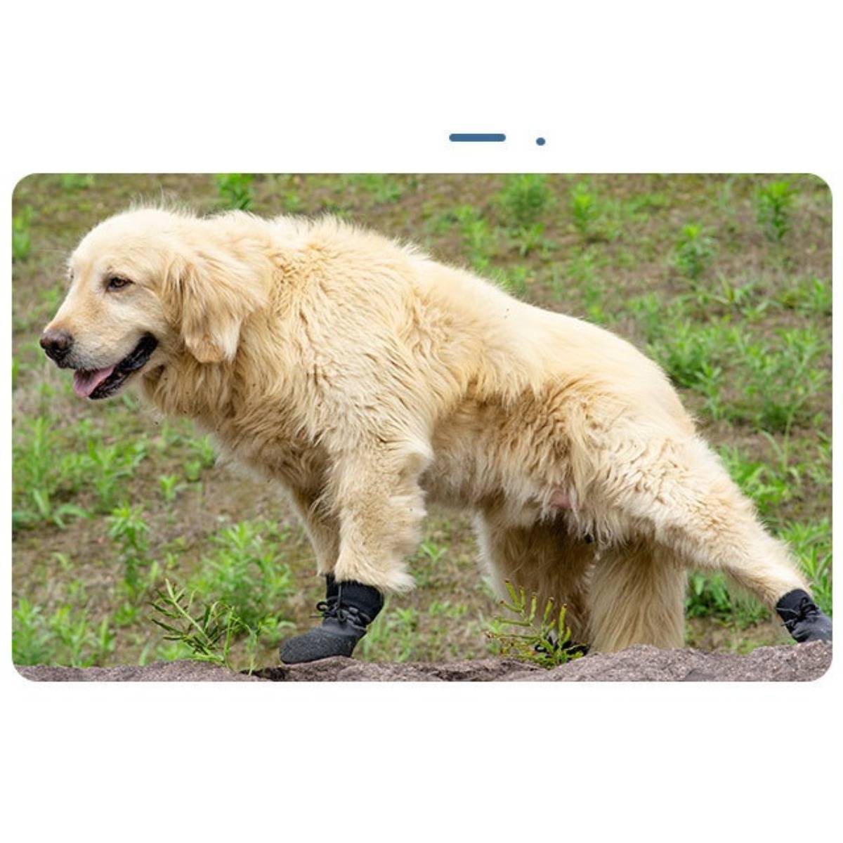 Ein Golden Retriever mit Schutzstiefelchen steht draußen auf Gras und Erde, wobei ein Hinterbein ausgestreckt ist.
