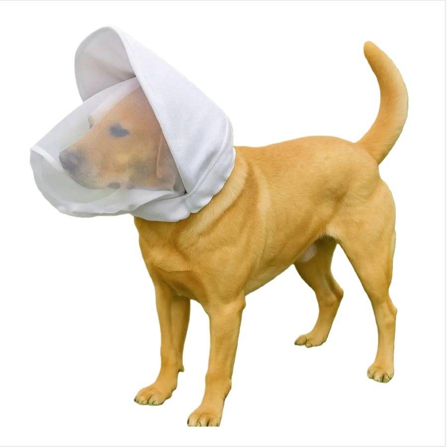 Ein Hund, der einen weißen Schutztkegel und eine Kopfbedeckung auf einem einfachen weißen Hintergrund trägt.