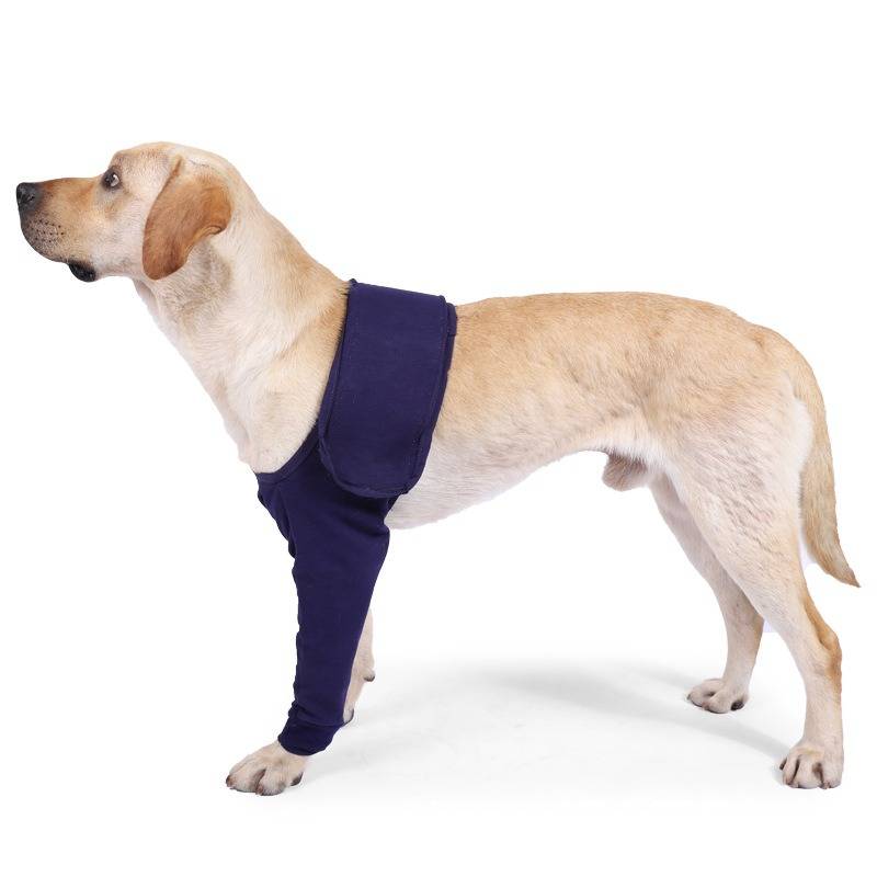 Gelber Labrador mit dunkelblauem Vorderbein-Stützgeschirr vor weißem Hintergrund, in Profilstellung stehend.
