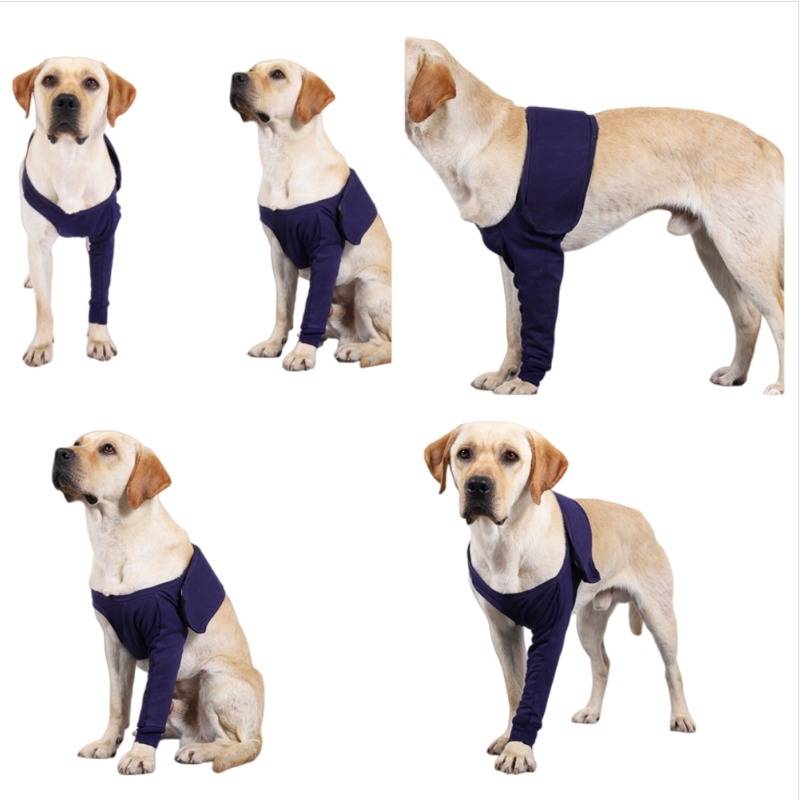 Collage eines gelben Labradors mit einer dunkelblauen Schutzmanschette an einem Vorderbein, dargestellt in mehreren Positionen auf weißem Hintergrund.