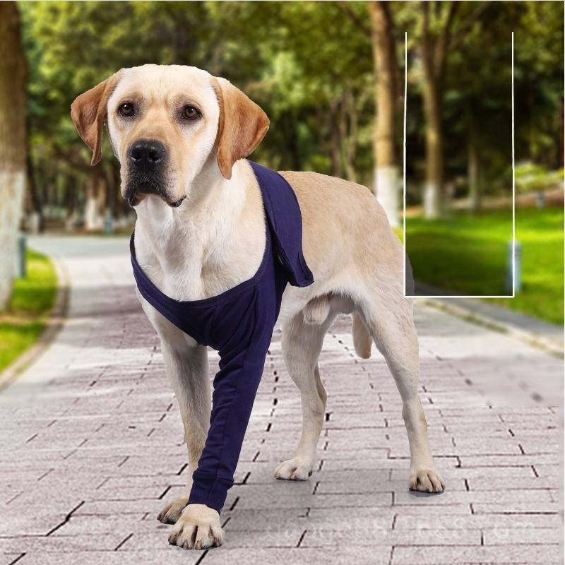 Ein gelber Labrador, der ein dunkelblaues Unterstützungsgeschirr trägt, steht auf einem Parkweg, wobei ein Vorderbein in einer ärmelartigen Stütze steckt.