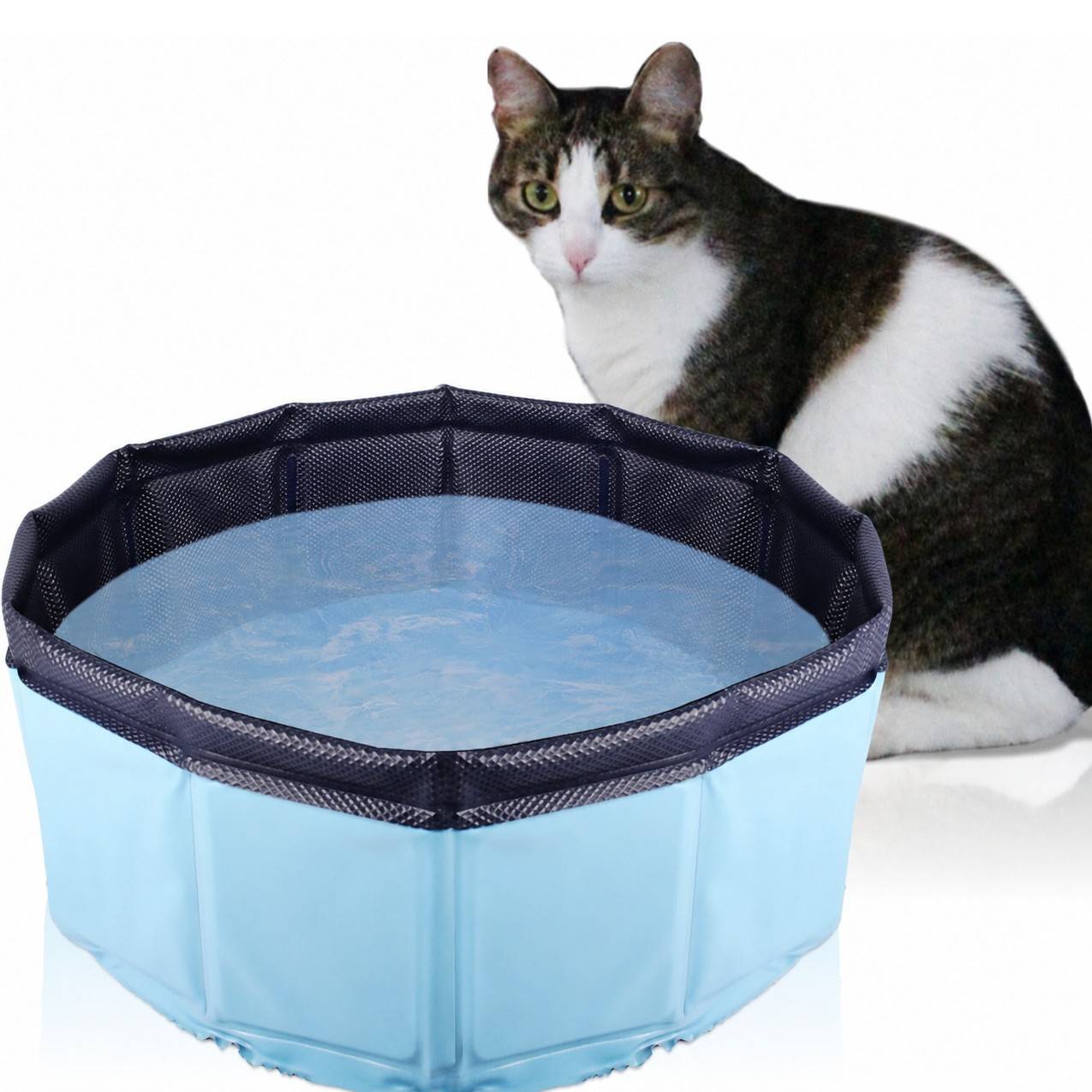 Eine Katze sitzt neben einem blauen zusammenklappbaren Haustierbecken, das mit Wasser gefüllt ist, auf weißem Hintergrund.