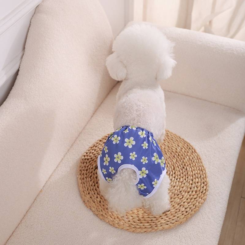 Kleiner weißer Hund, der eine blaue Blumenhose trägt, steht auf einer Flechtmatte auf einem cremefarbenen Sofa und schaut von der Kamera weg.