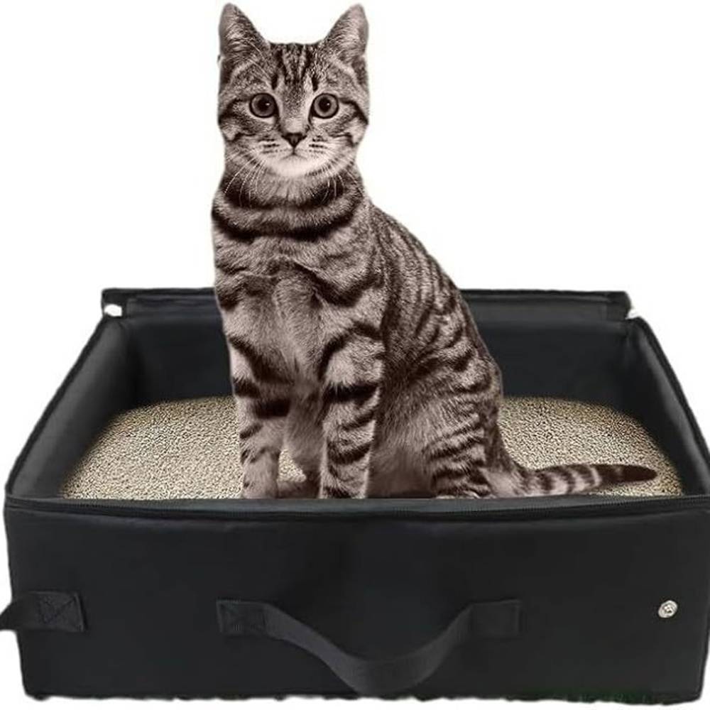 Tabby-Katze, aufrecht sitzend in einer schwarzen tragbaren Katzentoilette, die mit Streu gefüllt ist.