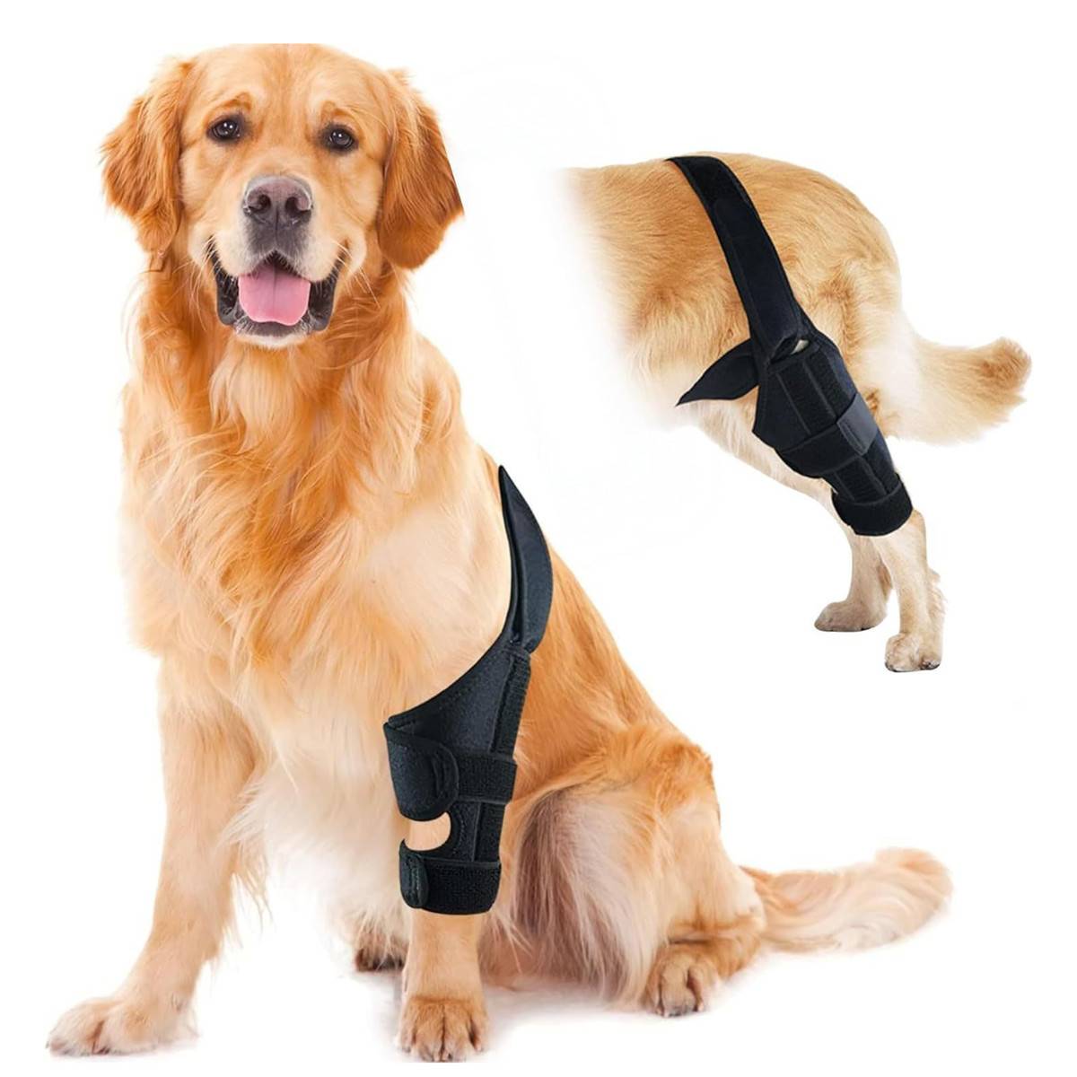Golden Retriever mit einer schwarzen Beinschiene am Vorderbein, gezeigt in sitzender Position mit einer Seitenansicht der Schiene am Hinterbein.