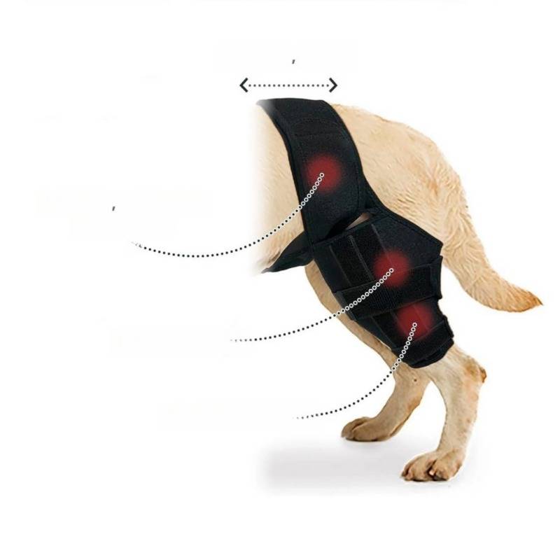 Hund mit einer schwarzen Hinterbeinstützschiene mit roten Druckpolstern, dargestellt auf weißem Hintergrund mit gekrümmten Pfeilen, die die verstellbare Unterstützung andeuten.