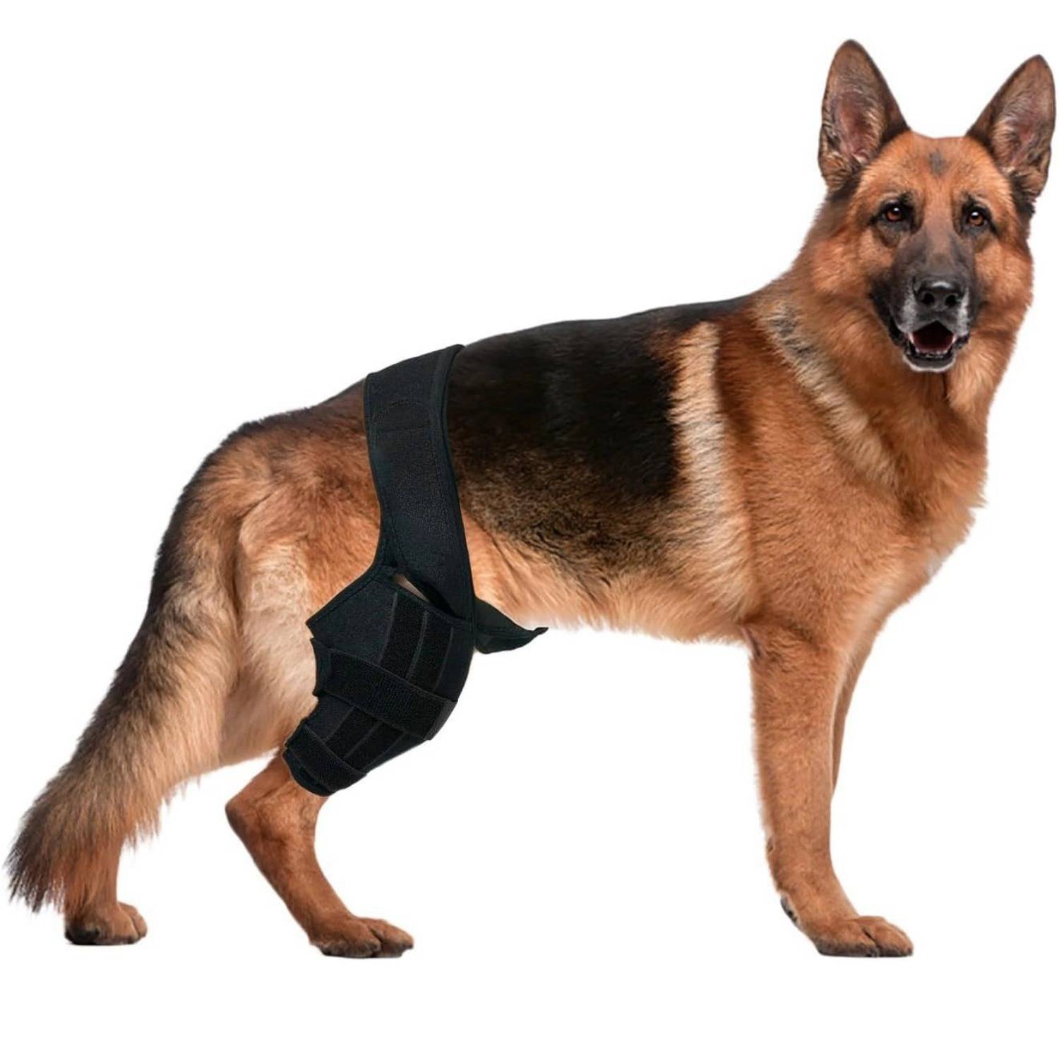 Deutscher Schäferhund, der eine schwarze Hinterbeinstützorthese auf weißem Hintergrund trägt.