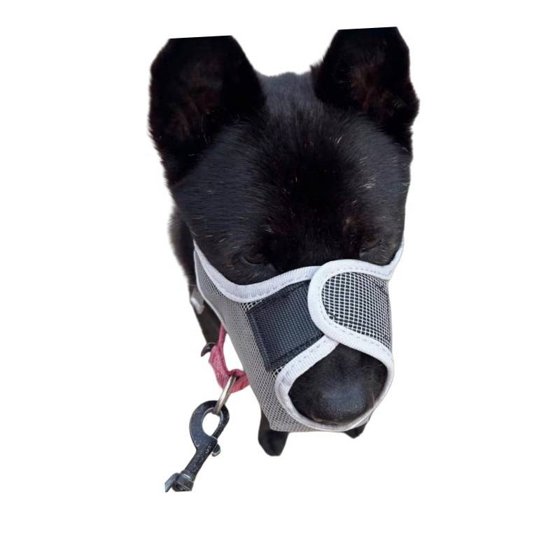Schwarzer Hund mit einem grauen Netzmaul, frontal vor weißem Hintergrund.