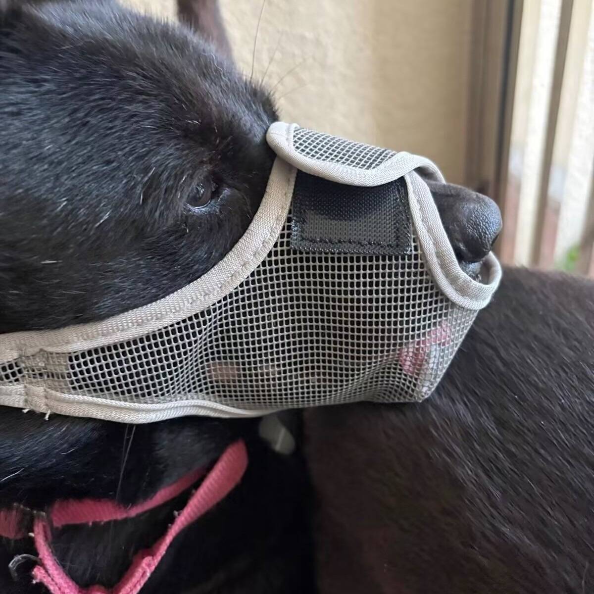 Nahaufnahme eines schwarzen Hundes mit grauem Mesh-Maulkorb und rosafarbenem Geschirr, der nach links schaut, im Innenbereich.