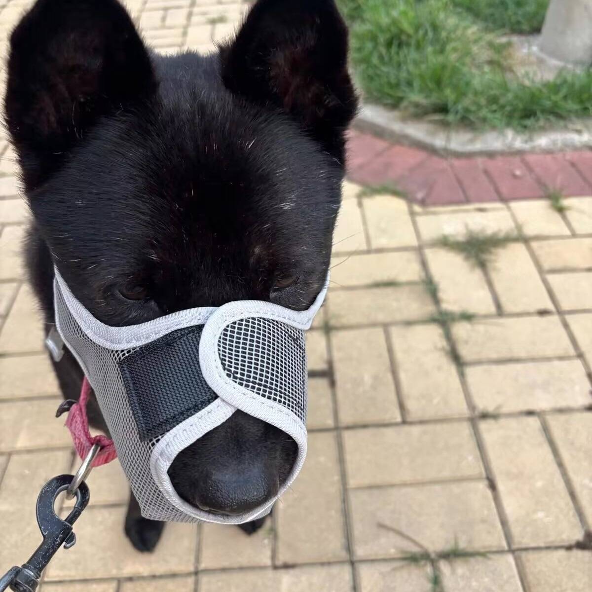 Ein schwarzer Hund mit einem grauen Maulkorb an der Leine steht auf einem gepflasterten Weg im Freien.