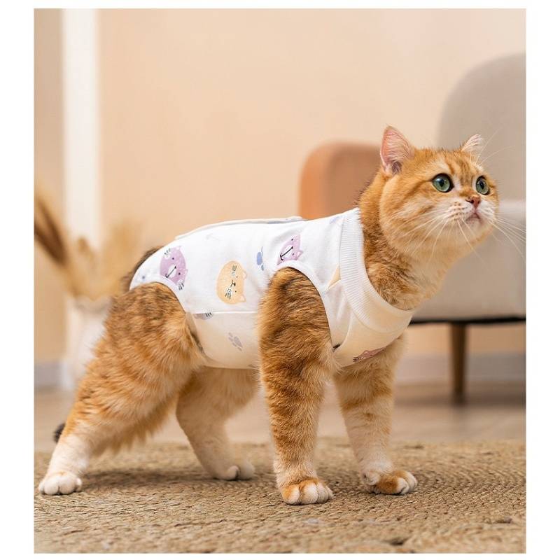 Orange-getigerte Katze in einem weißen Schutzhemd oder einer Weste, die drinnen auf einem Teppich steht und nach oben schaut.