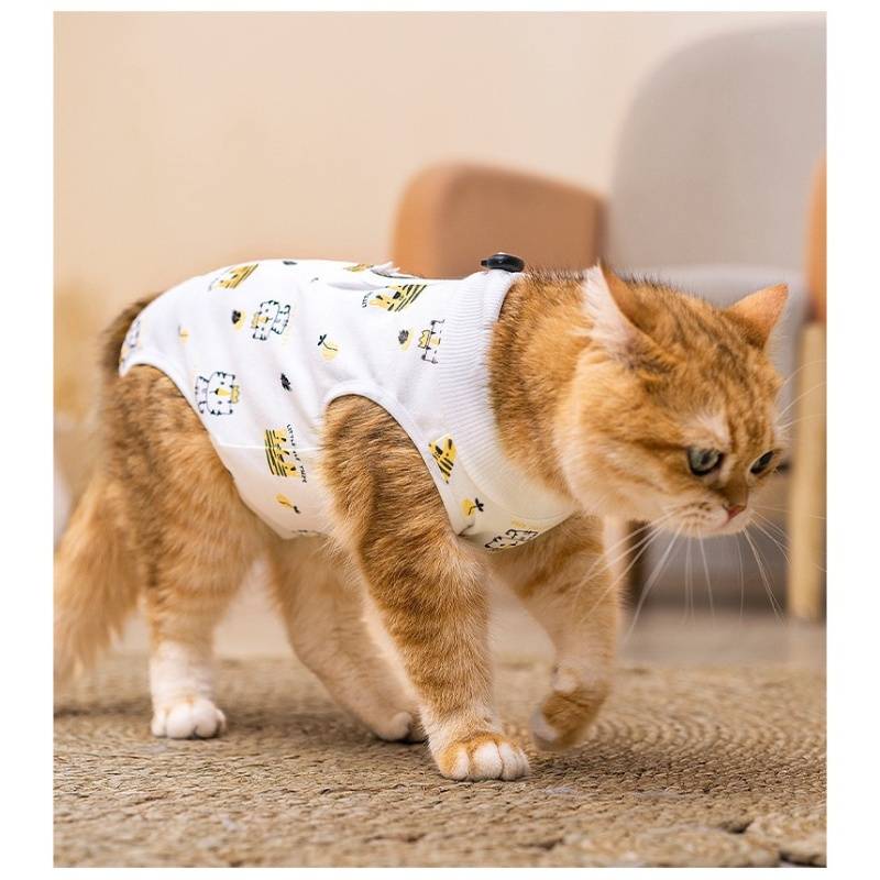 Eine rothaarige Katze in einer weiß gemusterten Weste geht drinnen auf einem Teppichboden.