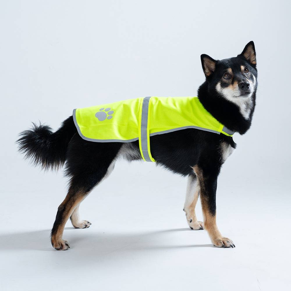 Schwarzer Hund, der eine leuchtend gelbe Warnweste trägt, steht im Profil vor weißem Hintergrund.