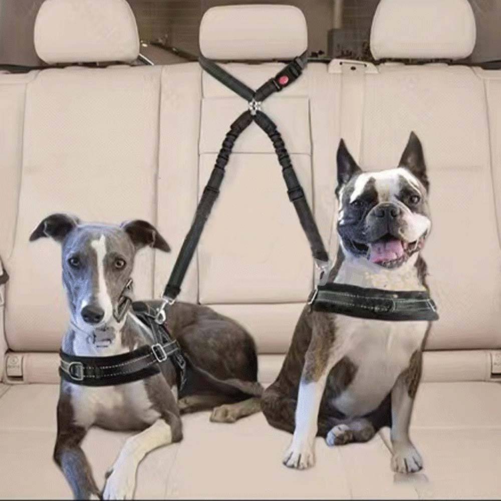 Zwei Hunde sitzen auf dem Rücksitz eines Autos und tragen Geschirre, wobei eine Leine zwischen ihnen angebracht ist, um Sicherheit zu gewährleisten.