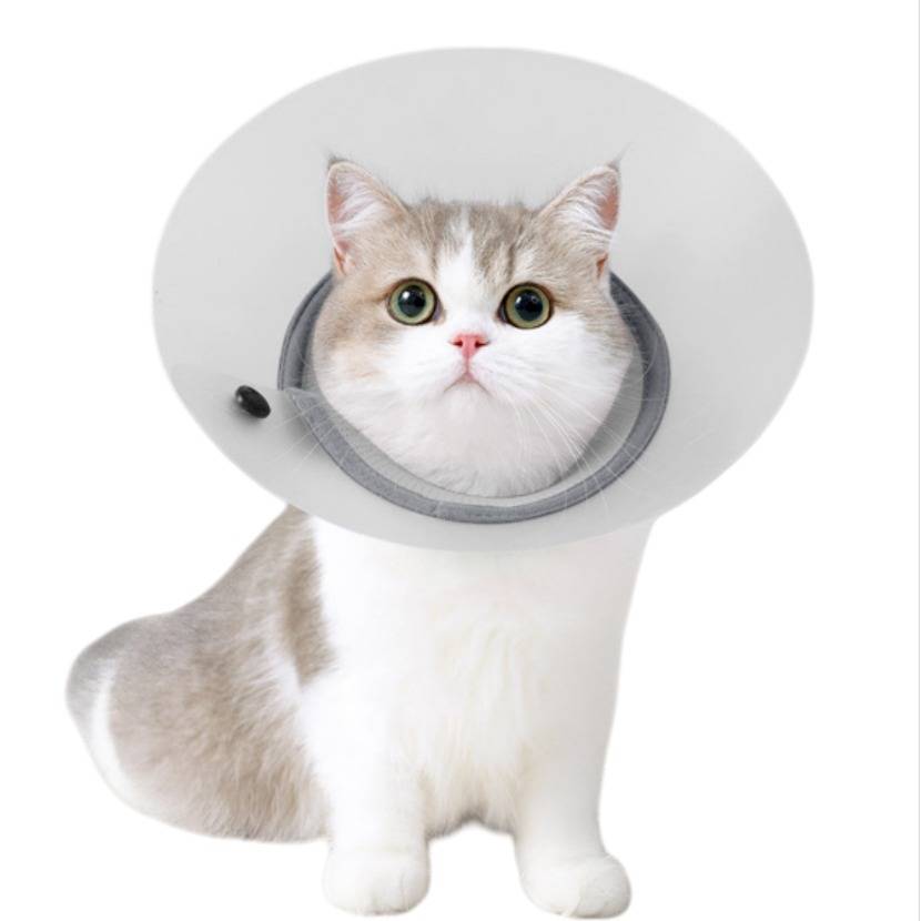 Eine weiße und graue Katze, die sitzt und einen transparenten Schutzhalskragen trägt.