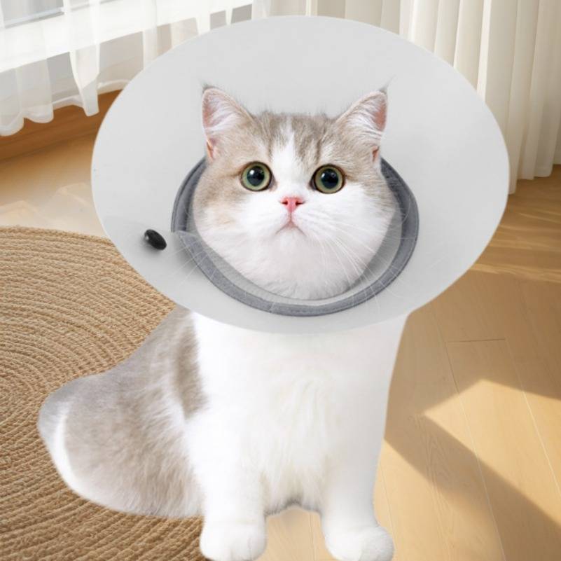 Eine weiße und graue Katze sitzt drinnen, trägt einen großen Schutzhalskragen und schaut in die Kamera.