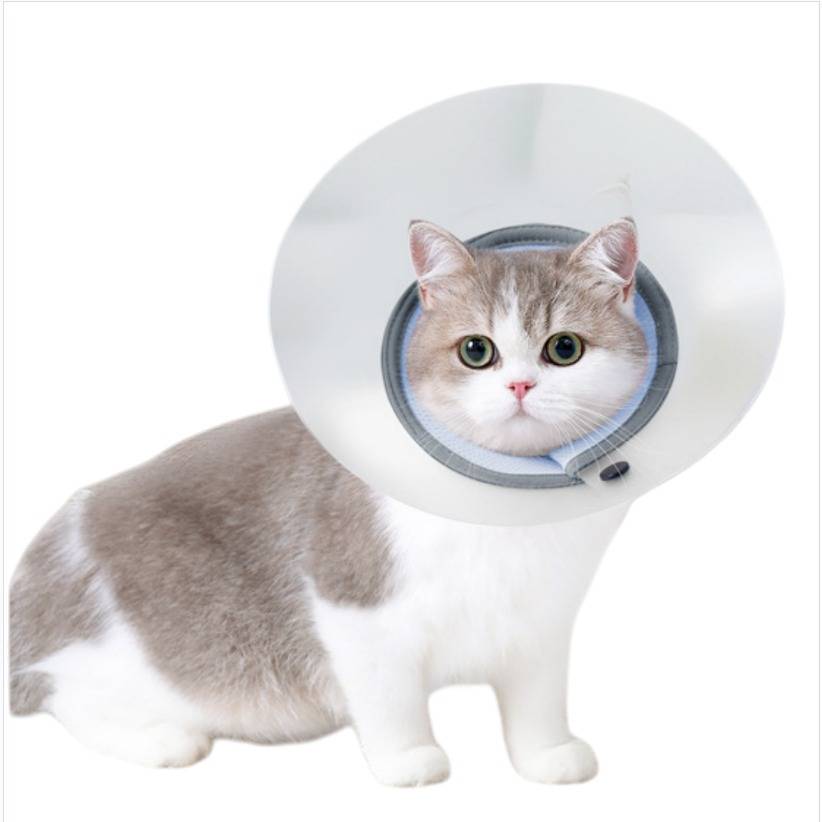 Katze, die einen klaren schützenden Genesungskegel-Halskragen trägt, sitzt vor einem einfachen weißen Hintergrund.