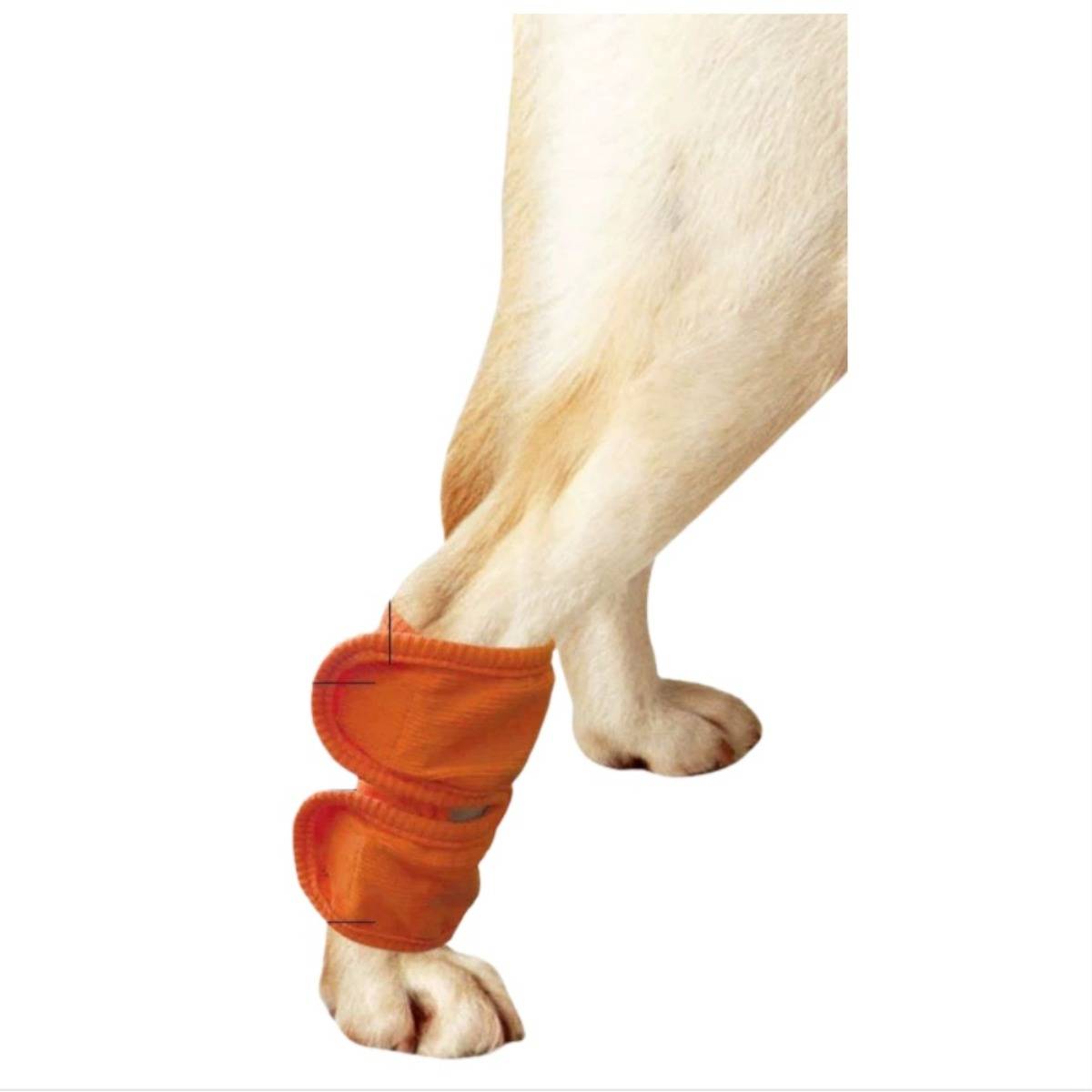 Hinterlauf eines Hundes mit einem orangefarbenen Schutzstiefel an der unteren Pfote, isoliert auf weißem Hintergrund.