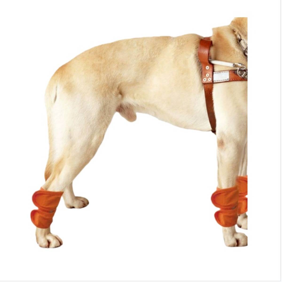 Seitenansicht eines hellfarbigen Hundes mit braunem Geschirr und orangefarbenen Beingamaschen auf weißem Hintergrund.
