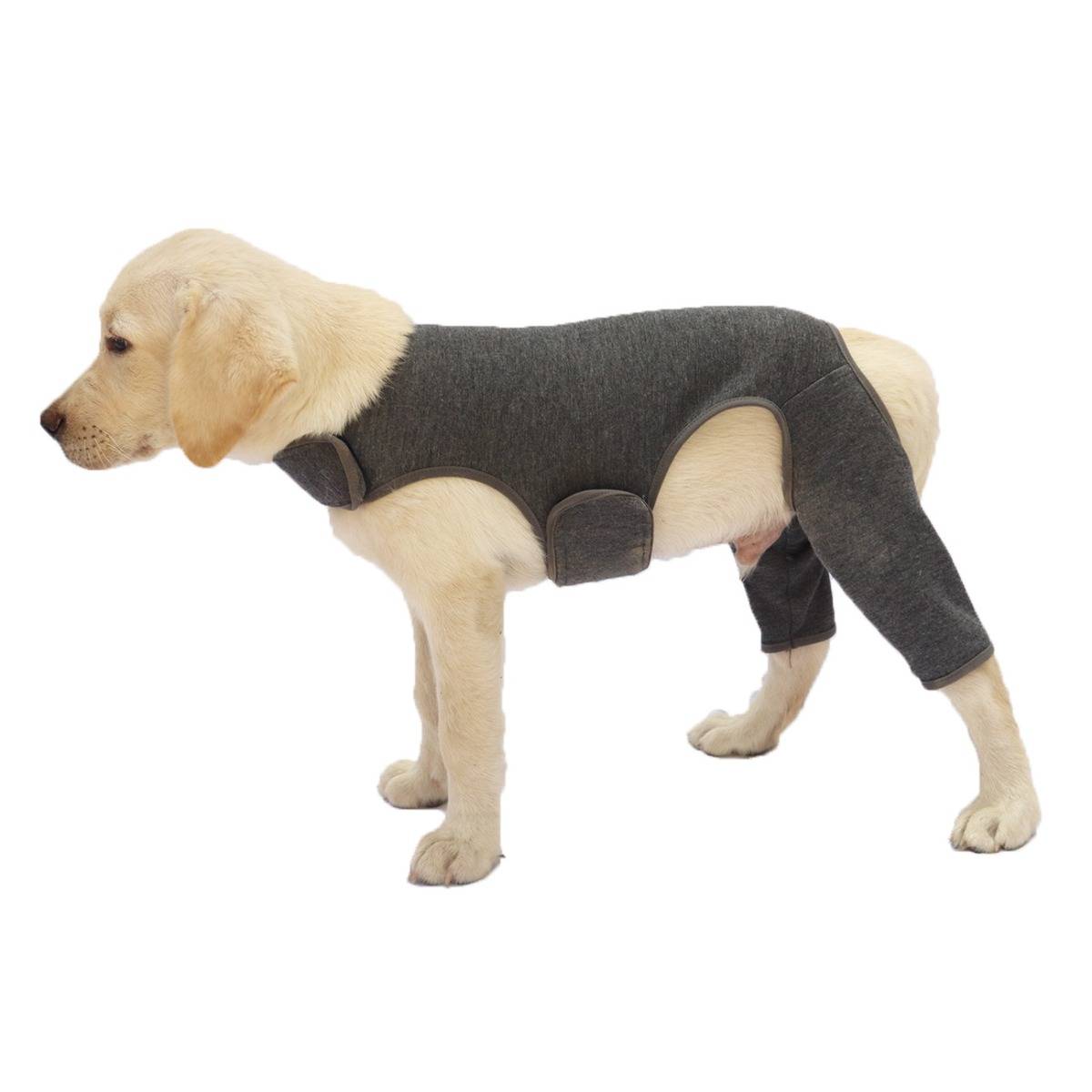 Ein hellhellhaariger Hund im Profil stehend, der einen grauen Ganzkörper-Schutzanzug trägt, der seinen Rumpf und die Hinterbeine bedeckt.