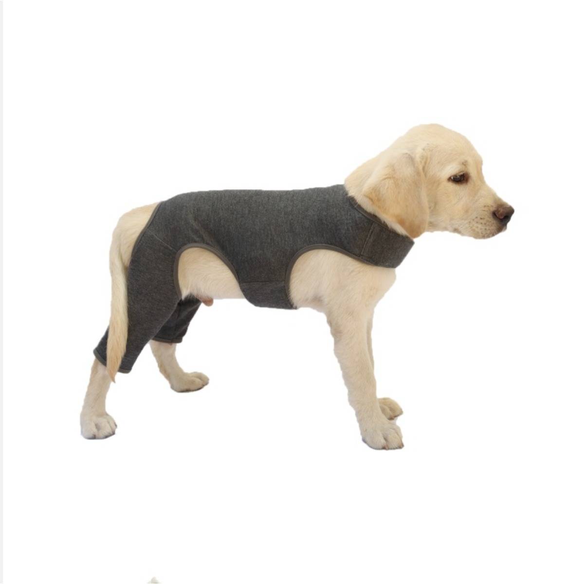 Gelber Labrador-Welpe in einem dunkelgrauen Schutzanzug, im Profil auf weißem Hintergrund stehend.