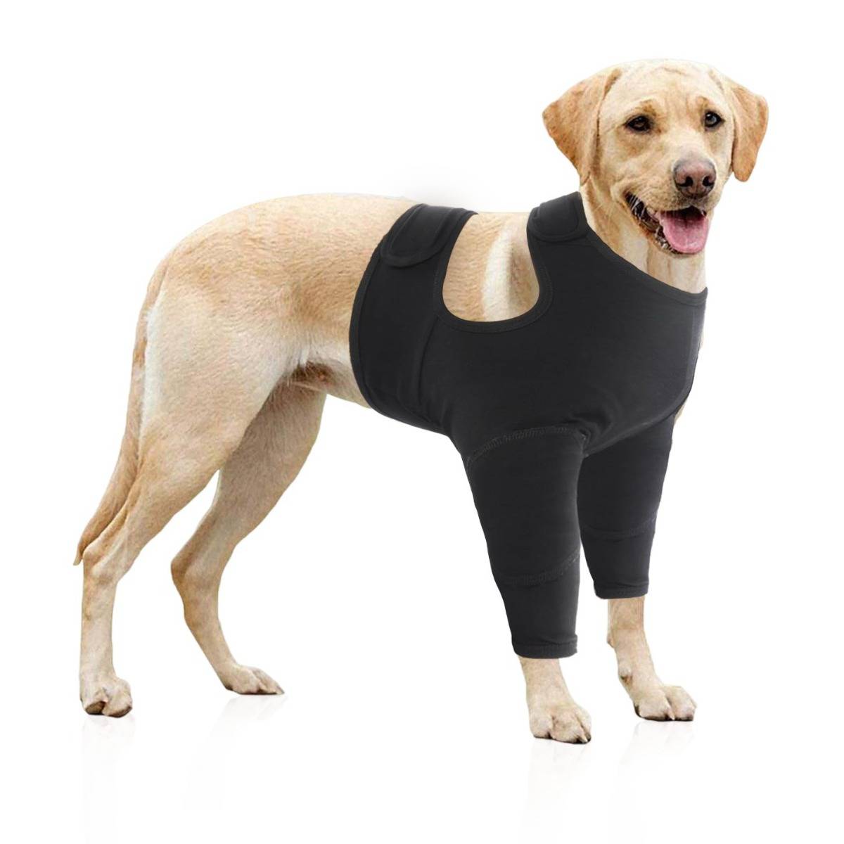 Gelber Labrador, der einen schwarzen Ganzkörper-Genesungsanzug trägt, steht vor weißem Hintergrund.