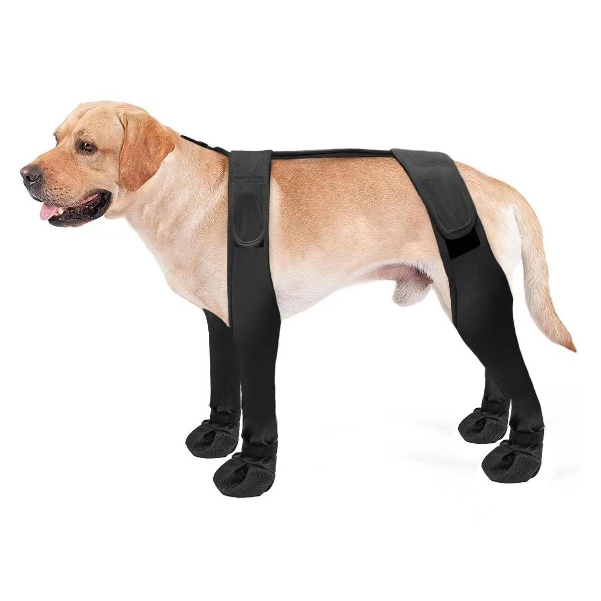 Gelber Labrador mit schwarzer Hundebeinunterstützungsspange mit vier Riemen und Stiefelchen, gezeigt auf weißem Hintergrund.