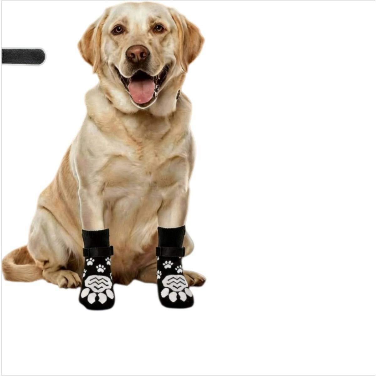 Glücklicher gelber Labrador, der schwarze Pfotendruck-Hundersocken an allen vier Pfoten gegen einen weißen Hintergrund trägt.