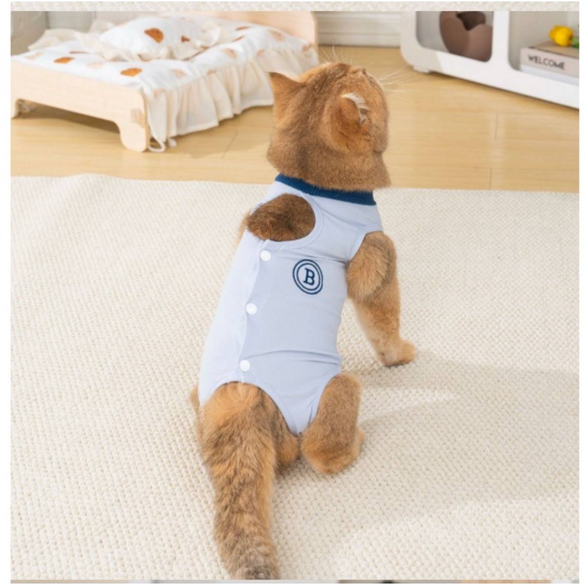 Ein kleiner brauner Hund in einem hellblauen Strampler sitzt auf einem Teppich und blickt auf ein Haustierbett und ein Spielzeug in einem hellen Raum.