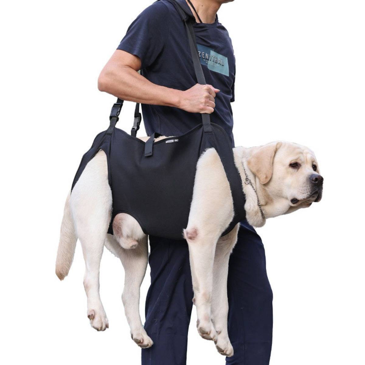 Eine Person trägt einen ausgewachsenen Labrador in einem schwarzen Tragegeschirr auf weißem Hintergrund.