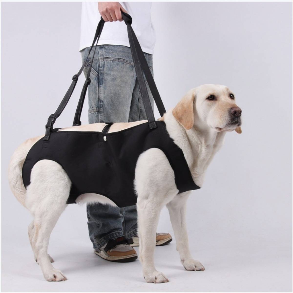 Ein gelber Labrador mit einem schwarzen Stützgeschirr wird von einer Person gehalten, die hinter ihm vor einem einfachen Hintergrund steht.