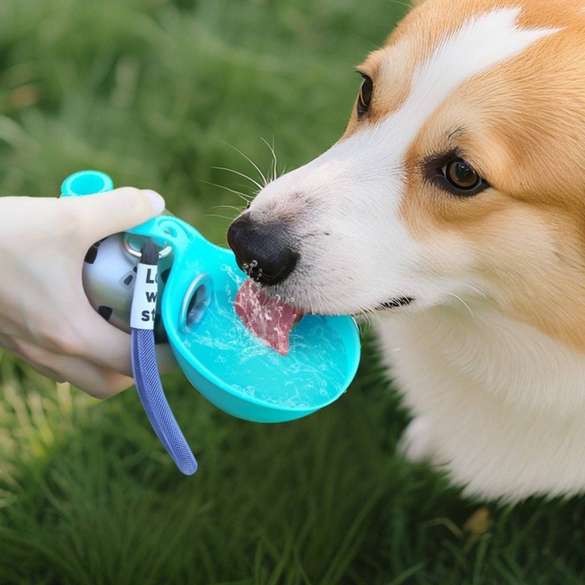 Ein Hund trinkt aus einer türkisen tragbaren Wasserflasche, die von einer Person im Freien auf Gras gehalten wird.