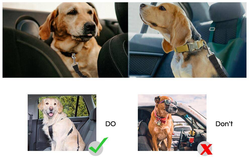 Fahrzeugsicherheit für Hunde: Verwenden Sie einen sicheren Geschirr auf der Rückbank; lassen Sie Hunde nicht lose fahren oder aus dem Fenster lehnen.