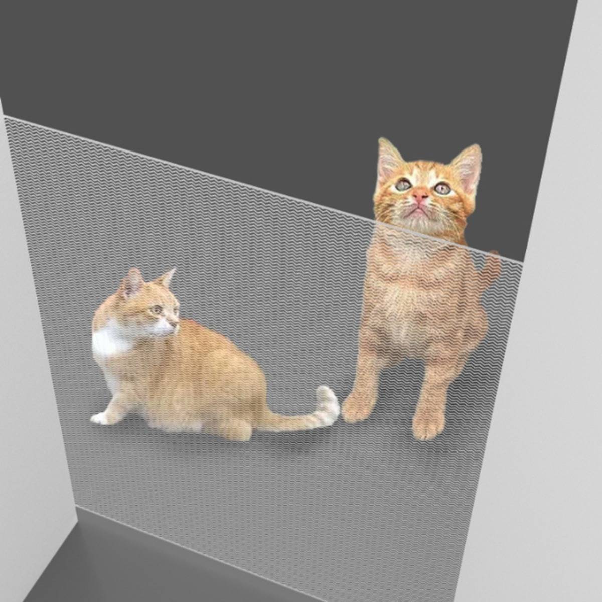 Zwei orange-weiße Katzen in einem grauen Zimmer, eine sitzt und blickt nach links, die andere steht und blickt nach oben.