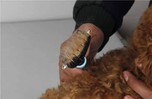 Person schneidet das lockige braune Fell eines Hundes mit elektrischen Tierschermaschinen.