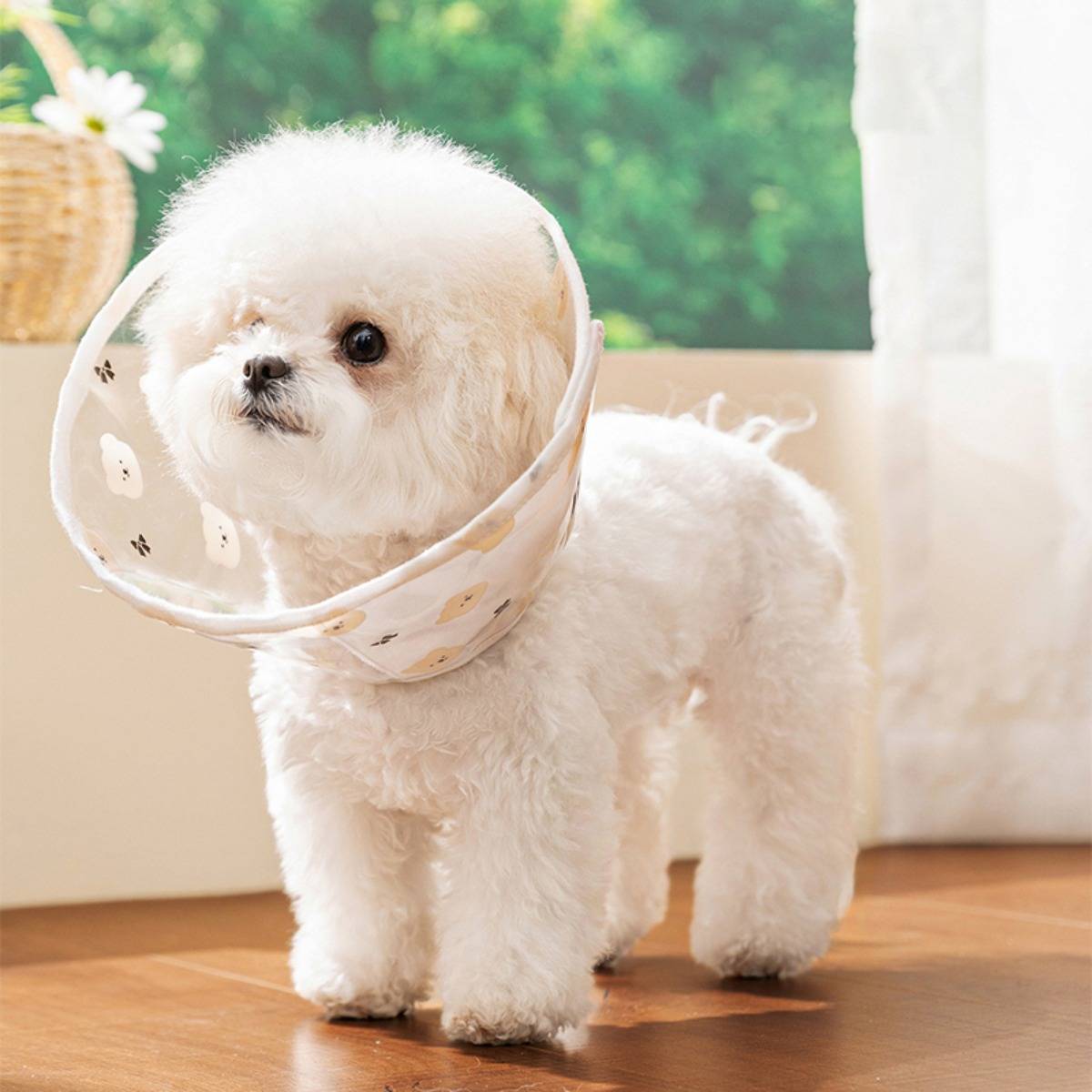 Kleiner fluffiger weißer Hund, der in einem Innenraum auf einem Holzboden steht und einen Schutzkragen trägt.
