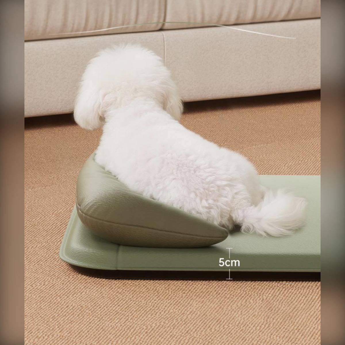 Kleiner weißer Hund, der auf einem olivgrünen Kissen auf einem Teppich liegt, mit einer "5cm"" Höhenmarkierung, die die Dicke des Kissens anzeigt.