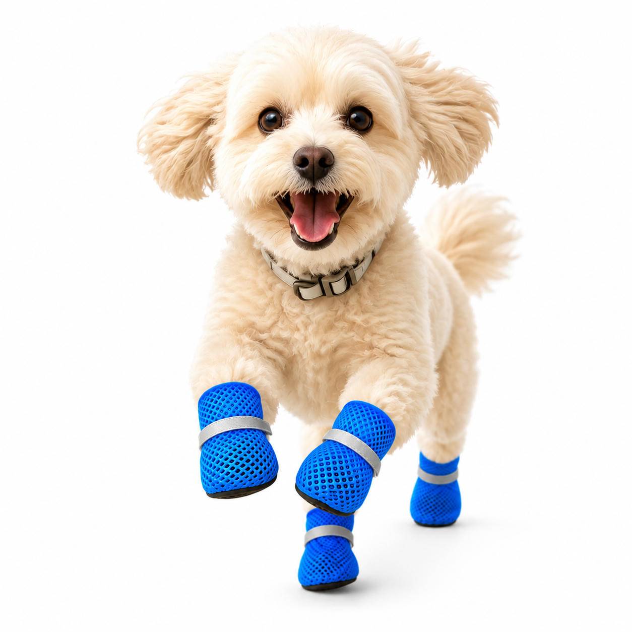 Kleiner flauschiger Hund, der leuchtend blaue Schutzstiefel an seinen vorderen und hinteren Pfoten trägt, steht und lächelt vor einem weißen Hintergrund.