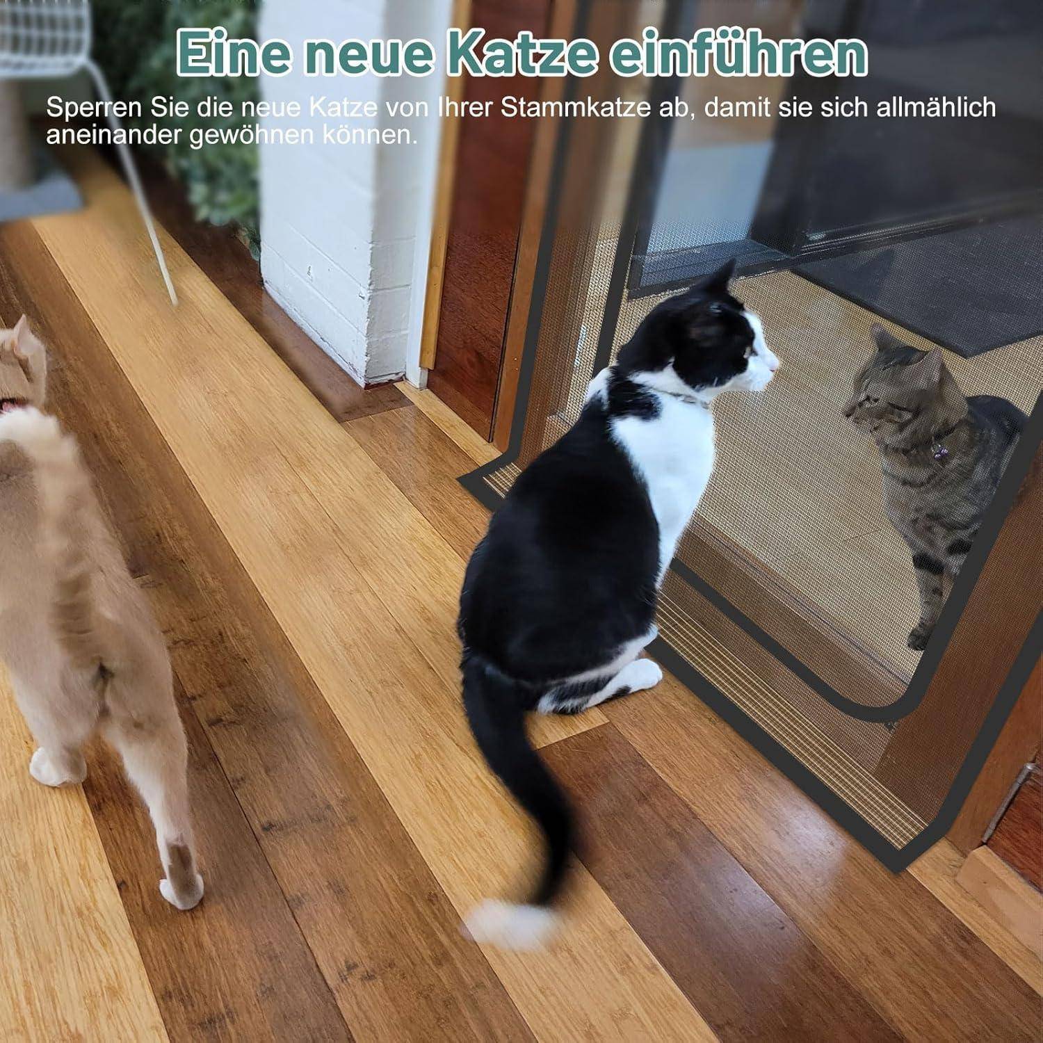 Schwarz-weiße Katze steht vor einer Glastür; dahinter ist eine getigerte Katze. Der deutsche Text empfiehlt, eine neue Katze schrittweise von der vorhandenen Katze zu trennen, um sie einzuführen.