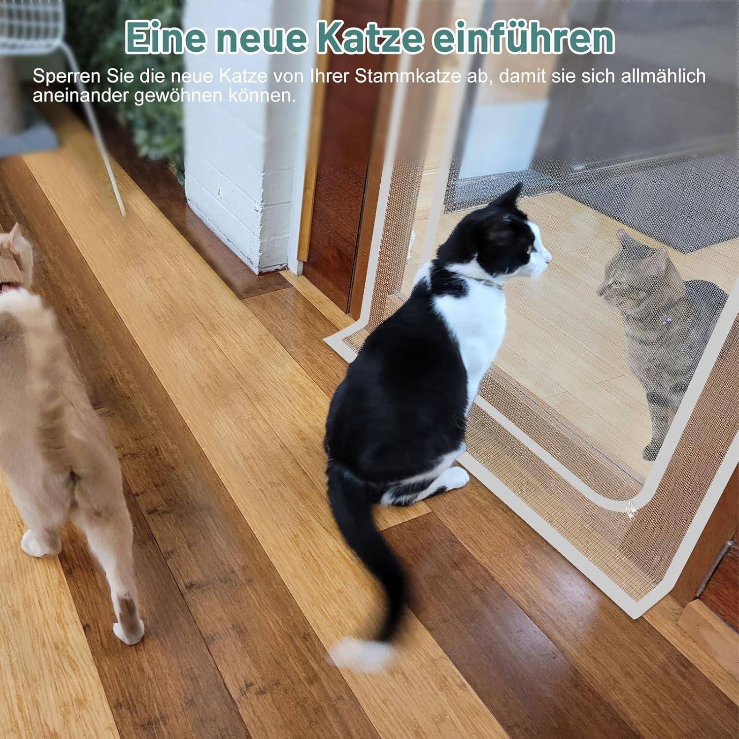 Schwarzweißes Kätzchen sitzt einem getigerten Kätzchen hinter einer Maschenbarriere gegenüber und zeigt, wie man eine neue Katze schrittweise einführt.