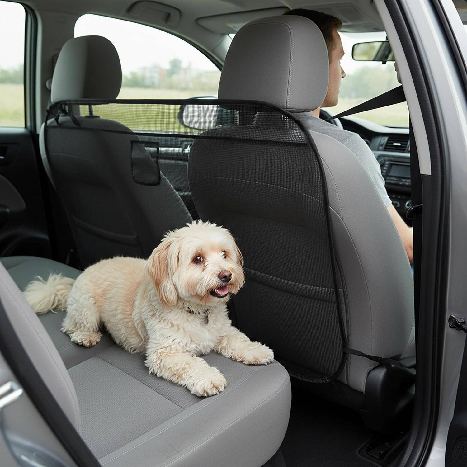 Kleiner fluffiger Hund, der auf der Rückbank eines Autos liegt, mit einem Fahrer vorne und sichtbaren Sicherheitsgurten im Inneren des Fahrzeugs.