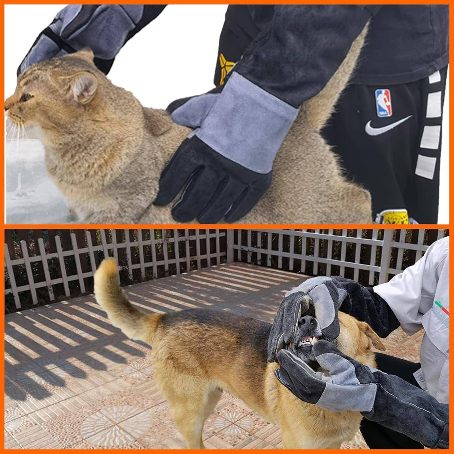 Handschuhtragend festgehaltene Handler untersuchen einen Hund bei einer genauen Maulkontrolle auf einer gefliesten Außenterrasse, wobei das Tier untersucht wird.